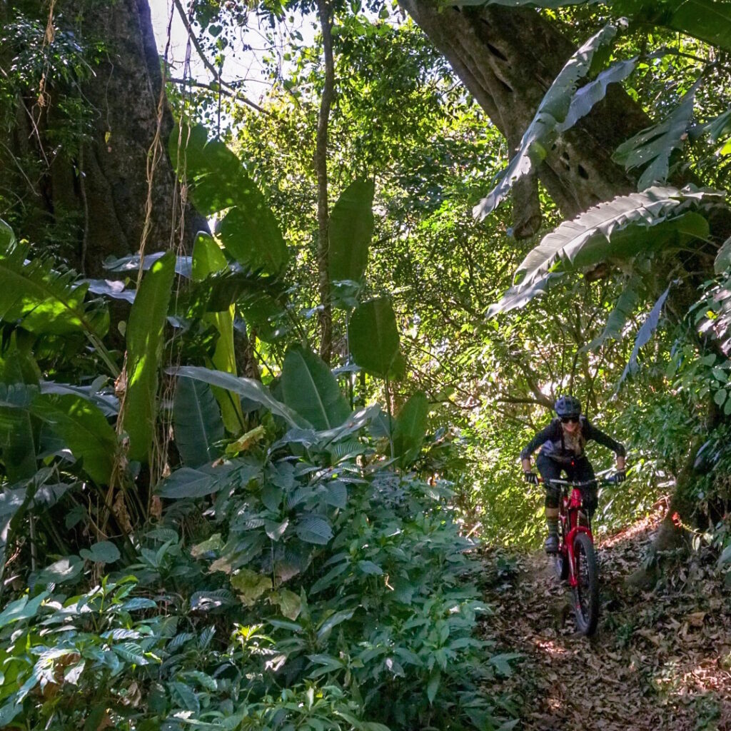 A mountain biker riding in the jungle of El Zur