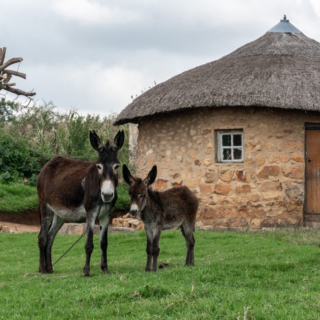 Two donkeys in front of a traditional Lesotho dwelling