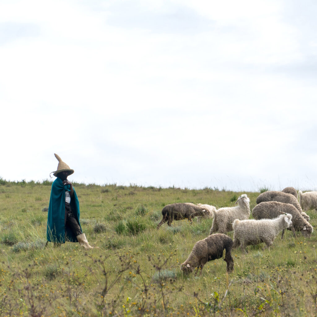 A woman in traditional dress tending to a herd of sheep in Lesotho